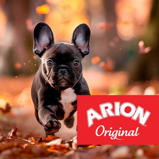 Arion Original hond