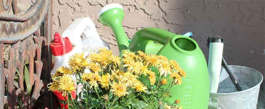 Gele bloemen staan naast een groene gieter, mest en een metalen emmer.