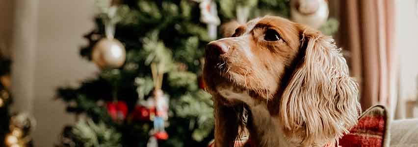 kerstcadeau-ideeën voor honden